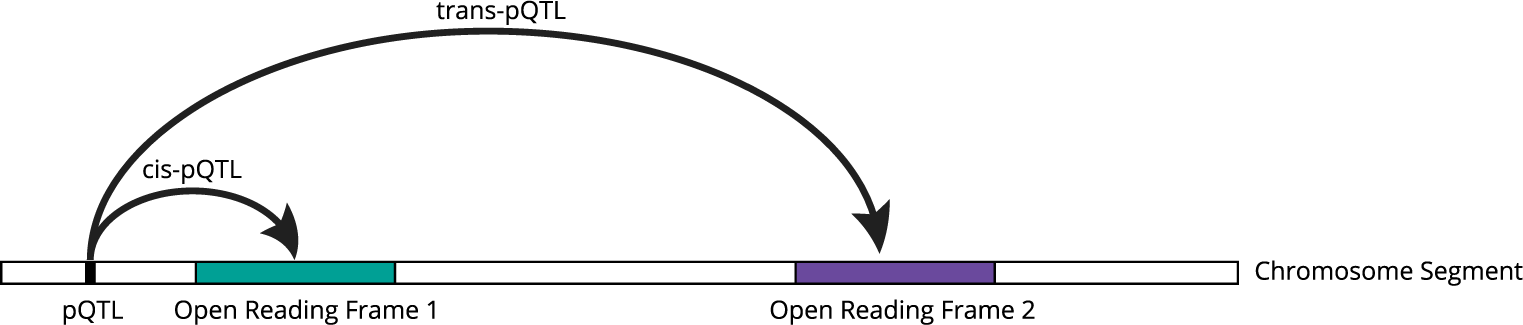 pqtl diagram pqtl diagram