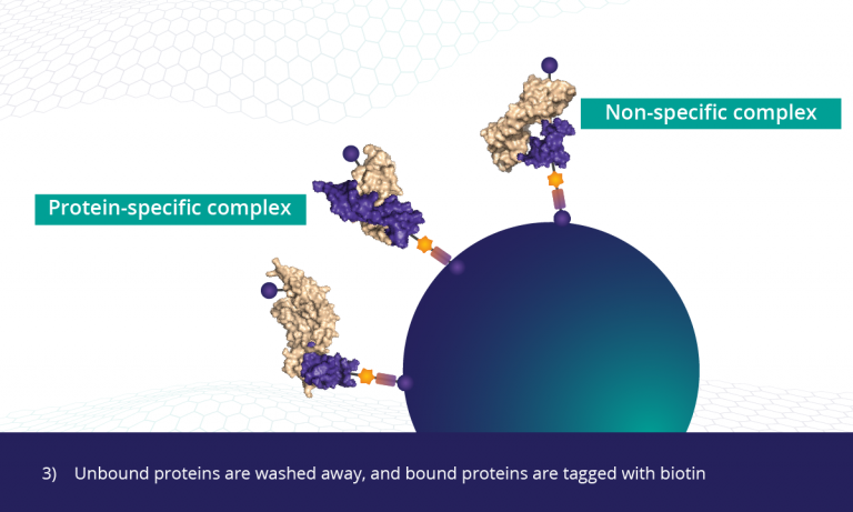 3) Unbound proteins are washed away, and bound proteins are tagged with biotin