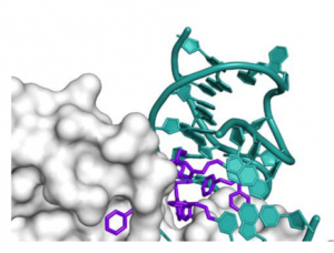 X=ray crystal structure of a SOMAmer reagent bound to PDGF-BB