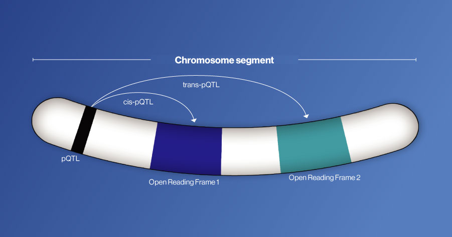 Illustration of a chromosome segment