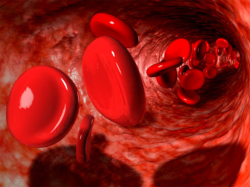 Illustration of blood cells flowing through vein