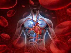 Illustration of human cardiovascular system