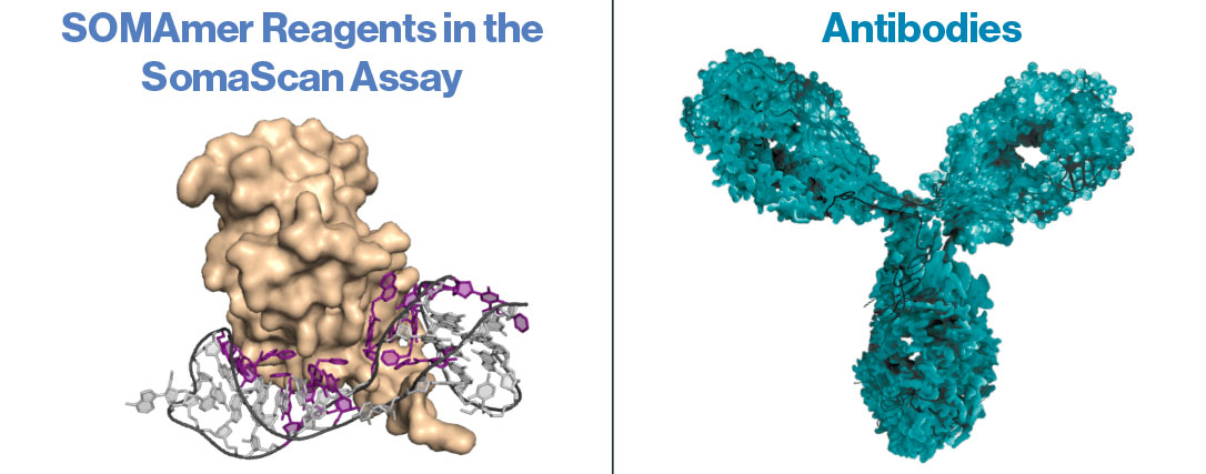 3D scientific illustration of aptamers and antibodies