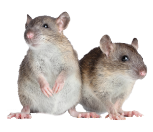 Lab mice