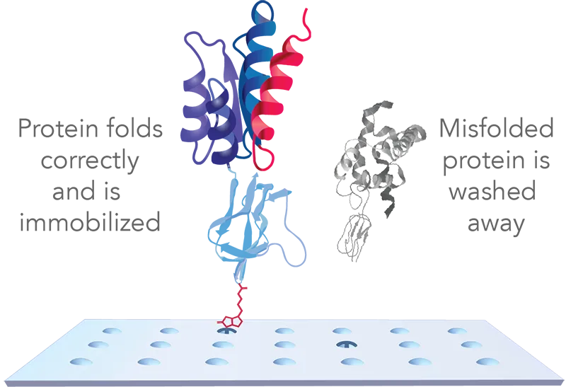 KREX technology diagram - correctly folded proteins and misfolded proteins washed away